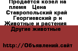 Продаётся козел на племя › Цена ­ 2 500 - Ставропольский край, Георгиевский р-н Животные и растения » Другие животные   